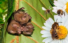 Control de abejas y murciélagos