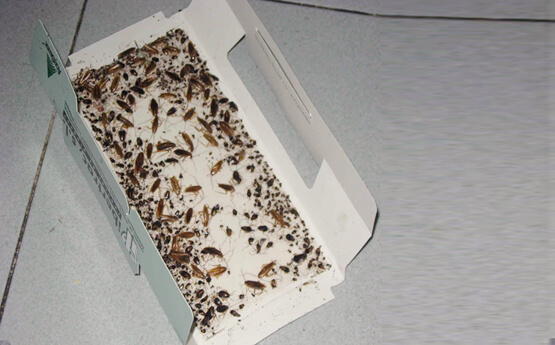 TRAMPAS DE CAPTURA Y MONITOREO