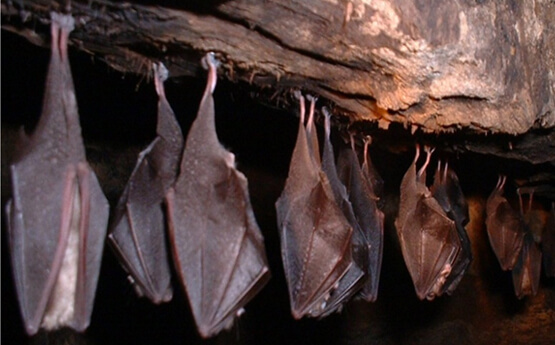 CONTROL DE MURCIÉLGOS 