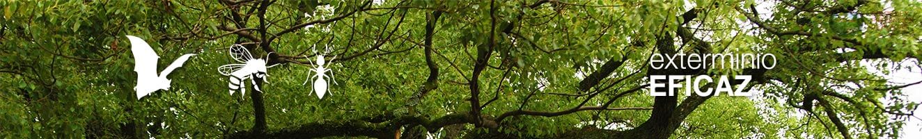 Exterminio eficaz trabajos especiales
