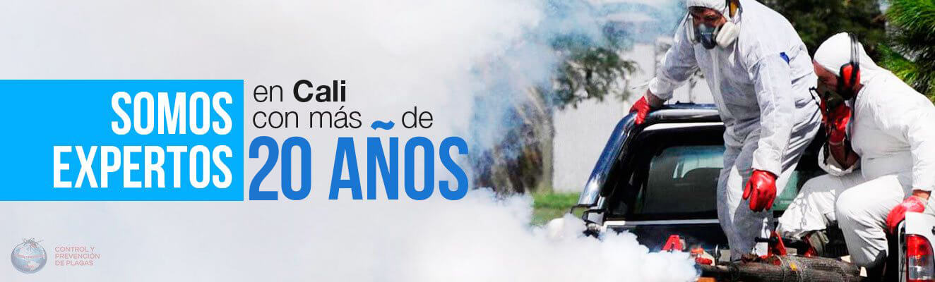 Somos expertos en cali con mas de 10 años